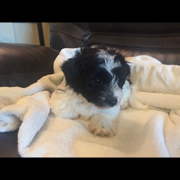 Meet your Posher, Elaine - Picture 1 of 1